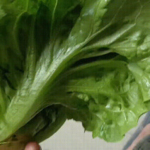 生菜