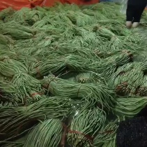 豆角大量上市