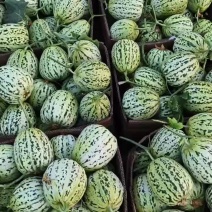 星甜花美人，花蕾甜瓜，口感脆甜，瓜型圆润