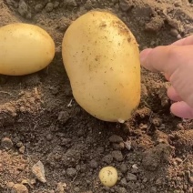 大量供应平度市黄皮黄心面糯大土豆