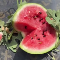 美都8424西瓜大量上市