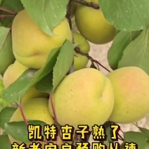 凯特杏子熟了