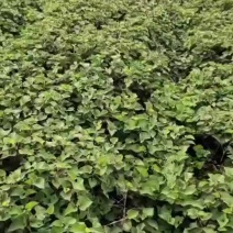 鱼腥草，新草上市
