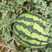 甜王西瓜