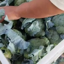 西兰花