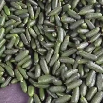玛莎黄瓜大量上市，欢迎电商的老板咨询。