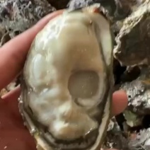 广东当季潮汕生蚝批发，量大价优