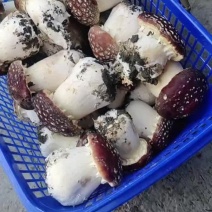 赤松茸一等二等三等