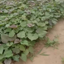红薯苗