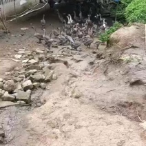 黑狮头鹅