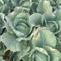 京丰一号扁苞菜