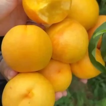 黄金蜜油桃口感甜脆一手货源原产地直发大量有货