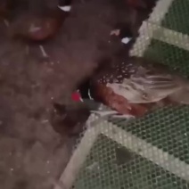 广西七彩山鸡