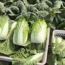 精品白菜