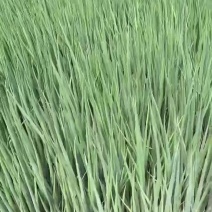 吉林香葱