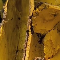 黄柏