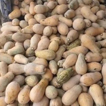 密本南瓜