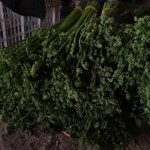 野生蕨菜。