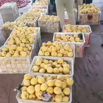 徐州丰县大沙河百果园，主营纸袋优质黄桃，水蜜桃，油桃，