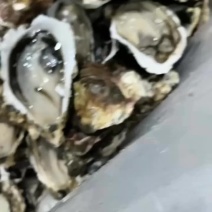 广东汫洲生蚝