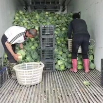 新甘蓝大量有精品货