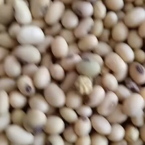 黄豆，眉毛豆子