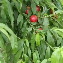 桃，油挑，毛桃大量上市