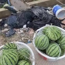 精品头茬8424西瓜