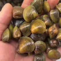 大量批发黄蚬子，量大从优，包活寄货！