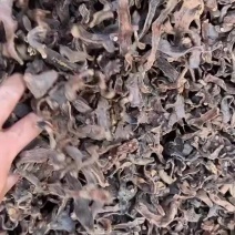 精品骨碎补
