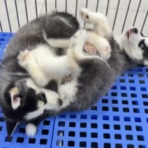 哈士奇幼犬