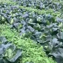 小牛牛