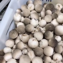 鲜草菇清远产地直供，货源充足品质有保障，可视频看货