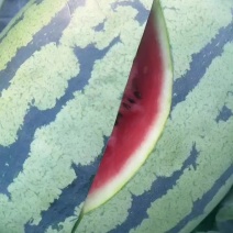 河北甜王
