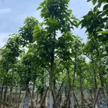 小骨架白玉兰7～12公分基地直销规格齐全欢迎老板来电