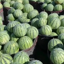 头茬直生苗大棚美都无籽西瓜包红包甜皮薄汁多