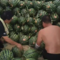 【推荐】甜王西瓜产地金成我，金花，硒砂瓜西瓜