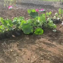 永信水生植物盆栽荷花大量出售