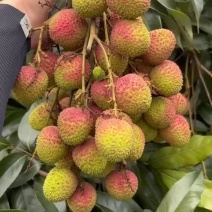 妃子笑荔枝，本产地量大地理位置优越，品质保证量大从优