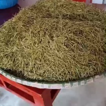 松针茶