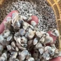 黄沙蚬肉批发