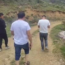 马刺根