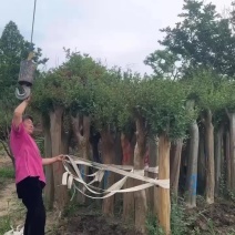 紫薇基地批发零售，规格齐全