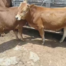 新鲜贵州黄肉牛黄牛犊活牛，产地直供，品质保证欢迎咨询