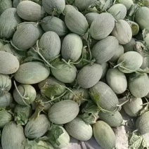 小蜜25大量上市