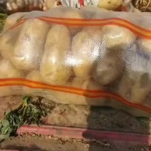 【黄心土豆】通许土豆