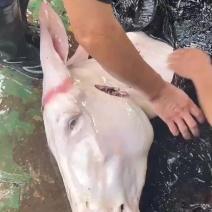 活驴现宰驴肉驴皮驴头自产自销代发全国市场长期供货