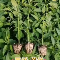 线椒苗黑冠黑线椒黄冠黄线椒加长线椒产量高耐低温抗性好