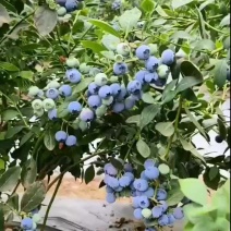 青岛宝山蓝莓.奥尼尔，薄雾，莱克西