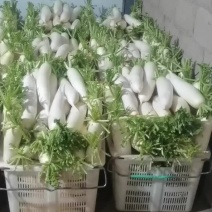 白萝卜上市中